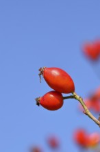 Ripe rosehip fruit of the dog rose (Rosa canina) on a branch, in front of a blue sky, Wilnsdorf,