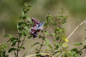 Butterfly blue butterfly, summer, Germany