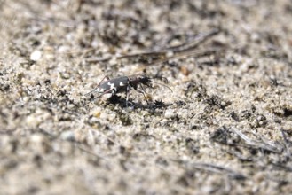 Dune sand beetle, summer, Lusatia, Saxony, Germany