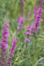 Purple loosestrife, summer, Germany