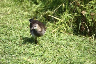 Young moorhen, summer, Germany