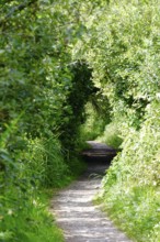 Hiking trail, forest in summer, Germany