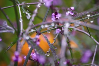 Flower with water droplets after rain in summer, Germany