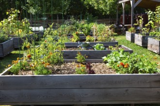 Mixed fruit, herbs and vegetable plants growing in raised wood frame garden beds in community