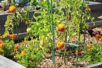 Lycopersicon esculentum - Tomato plants growing in raised wood frame garden bed in community