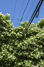 Catalpa speciosa - Northern Catalpa tree growing through residential electricity, telephone and