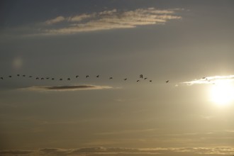 Bird migration, summer evening, Germany