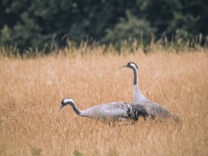 A pair of cranes looking for food, Mecklenburg-Western Pomerania, Germany