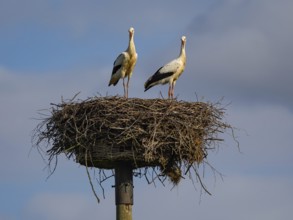 A pair of white storks on their nest, Mecklenburg-Western Pomerania, Germany
