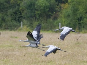 A group of cranes in flight, Mecklenburg-Western Pomerania, Germany