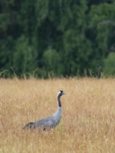 A crane looking for food, Mecklenburg-Western Pomerania, Germany