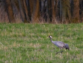 A crane looking for food, Mecklenburg-Western Pomerania, Germany