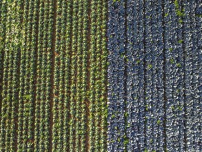 Top down view of red and green cabbage field from a drone, Devon, England, United Kingdom