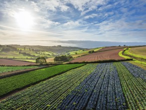 Fields and Farms at evening sun from a drone, Shaldon, Torquay, Devon, England, United Kingdom
