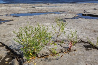 Apocynum cannabinum - Indian Hemp growing in dried out river bed due to lack of rainfall during hot