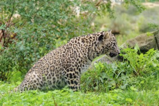 A Persian leopard cub (Panthera pardus saxicolor) sits at the edge of the forest and watches