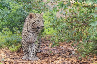 A Persian leopard cub (Panthera pardus saxicolor) stands at the edge of the forest and watches