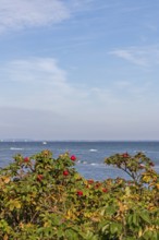 Potato rose (Rosa rugosa) on the shore of the Baltic Sea, Geltinger Birk nature reserve, Nieby,