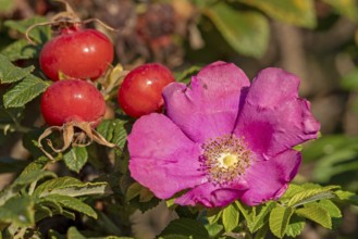 Potato rose (Rosa rugosa) on the Baltic Sea shore, rose hips, blossom, Geltinger Birk nature