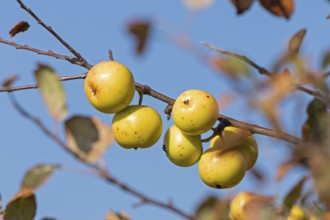 Wild apples (Malus sylvestris) on the Baltic Sea shore, Geltinger Birk nature reserve, Nieby,