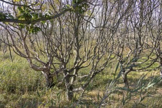 Hute forest in dry season, Geltinger Birk nature reserve, Nieby, Schleswig-Holstein, Germany