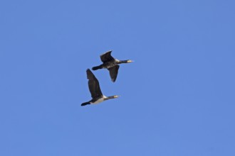 Cormorants (Phalacrocorax carbo) in flight, Geltinger Birk nature reserve, Nieby,