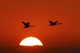 Two birds flying in front of a red glowing sunrise in the sky, Mute Swan, (cygnus olor), wildlife,