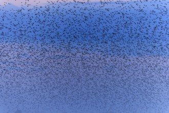 A dense flock of birds passes by in the morning mist, starling (Sturnus vulgaris), flock wildlife,