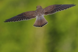 A bird in flight with outstretched wings, green blur in the background, Common Kestrel (Falco