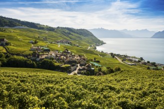 Picturesque village in the vineyards by the lake, Epesses, Lavaux, UNESCO World Heritage Site, Lake