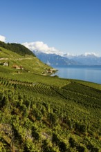 Picturesque village in the vineyards by the lake, Epesses, Lavaux, UNESCO World Heritage Site, Lake