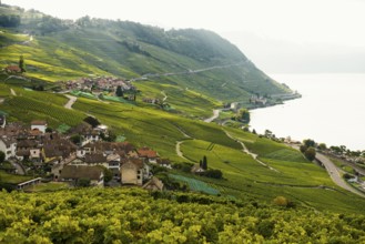 Picturesque village in the vineyards by the lake, Epesses, sunrise, Lavaux, UNESCO World Heritage