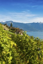 Picturesque village in the vineyards by the lake, Saint-Saphorin, Lavaux, UNESCO World Heritage