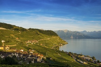 Picturesque village in the vineyards by the lake, Epesses, sunset, Lavaux, UNESCO World Heritage