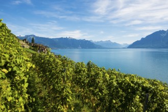 Picturesque village in the vineyards by the lake, Saint-Saphorin, Lavaux, UNESCO World Heritage