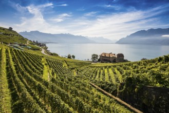 Picturesque village in the vineyards by the lake, Saint-Saphorin, Lavaux, UNESCO World Heritage