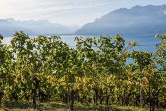 Grand Cru grapes, Rivaz, Lavaux, UNESCO World Heritage Site, Lake Geneva, Lac Léman, Canton of