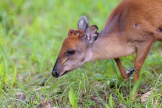 A female Red Forest Duiker (Cephalophus natalensis) stands in a green meadow, eating grass and