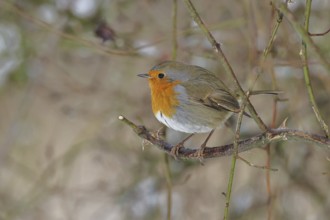 Robin (Erithacus rubecula), on a twig in the branches of a dog rose (Rosa canina), Wilnsdorf, North