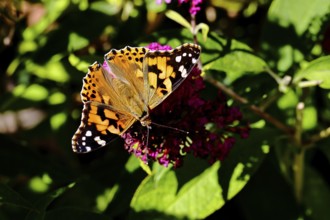 Thistle butterfly (Vanessa cardui) on a Buddleja davidii flower, Wilnsdorf, North Rhine-Westphalia,
