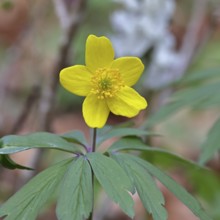 Yellow Anemone, Anemone ranunculoides, Yellow Wood Anemone, Anemone ranunculoides, in a beech