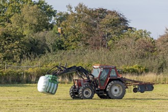 Tractor transporting bales of silage wrapped in film, Falshöft, Pommerby, Schleswig-Holstein,