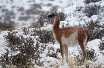Guanacos (Llama guanicoe) in the snow, Torres del Paine National Park, Patagonia, Chile, South