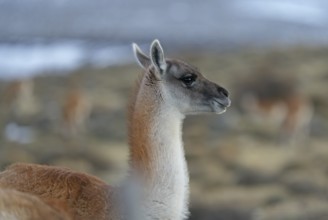 Guanacos (Llama guanicoe), Torres del Paine National Park, Patagonia, Chile, South America