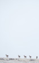 Guanacos (Llama guanicoe), Torres del Paine National Park, Patagonia, Chile, South America