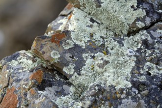 Lichens in Torres del Paine National Park, Patagonia, Chile, South America