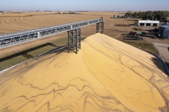 Inwood, Iowa - Newly-harvested corn is piled up at Cooperative Farmers Elevator (CFE). The pile