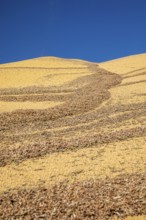 Inwood, Iowa - Newly-harvested corn is piled up at Cooperative Farmers Elevator (CFE). The pile