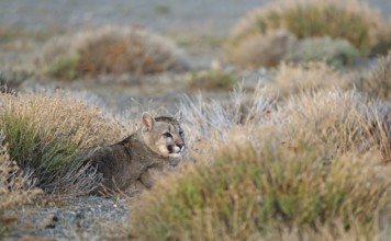 Cougar (Cougar concolor) young, Torres del Paine National Park, Chile, South America
