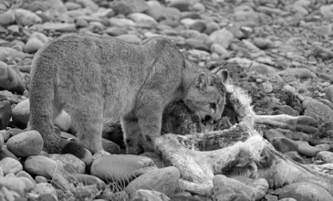 Cougar (Cougar concolor) young feeding, Torres del Paine National Park, Chile, South America